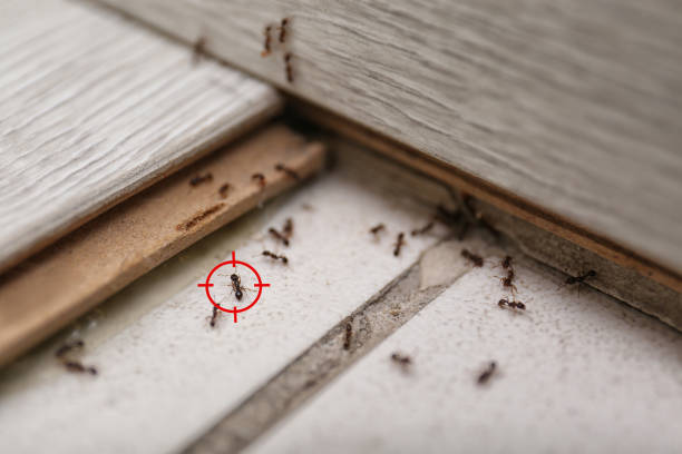 Best Pest Control Near Me  in Beverly, NJ